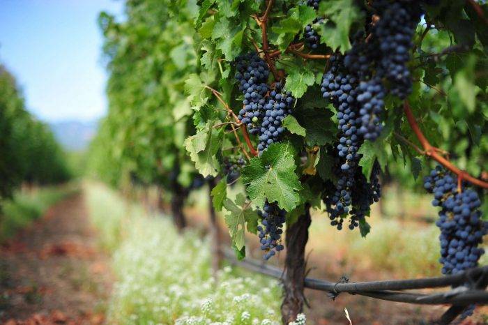 Wycieczka na winobranie w Egerze