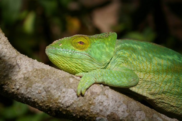 Do Lemurów na Madagaskar