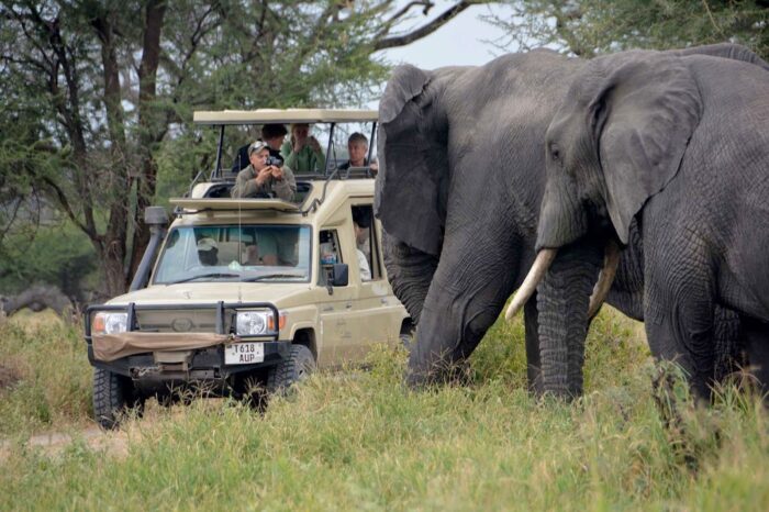Safari w Tanzanii